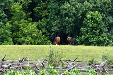 Horses in Meadow