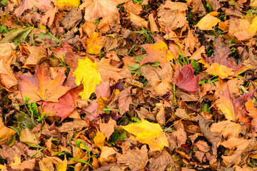 leaves