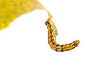 Caterpillar on yellow leaf