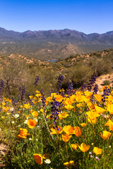 Mexican Yellow Poppies