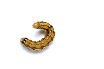 Caterpillar on insulation