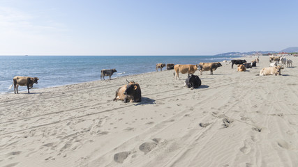 Big smart cows on the sand
