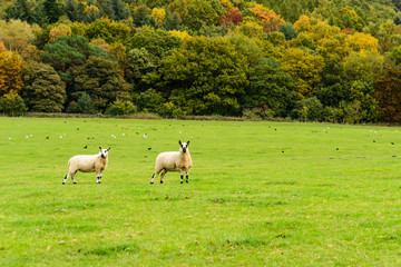 Sheep in a field