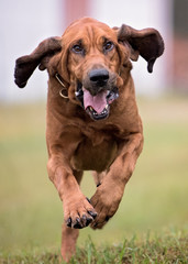 Bloodhound dog running - obrazy, fototapety, plakaty