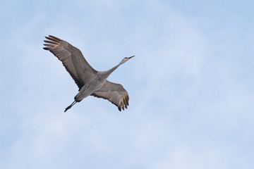 Sand Hill Crane Flying