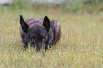 Dutch Shepherd dog