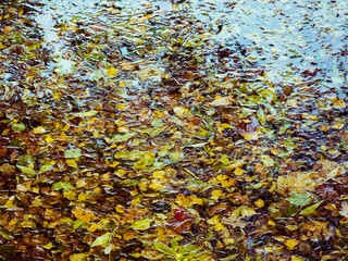 Water leaves