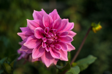 Obraz premium Pink dahlias blooming in the garden in the summer. Pink dahilas on a blurred green background.