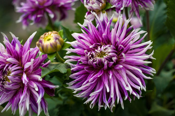 Purple dahlias blooming in the garden in the summer. Violet dahilas on a blurred green background.