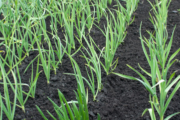 organically cultivated garlic plantation in the vegetable garden