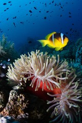 Fototapeta na wymiar clownfish on a red anemone