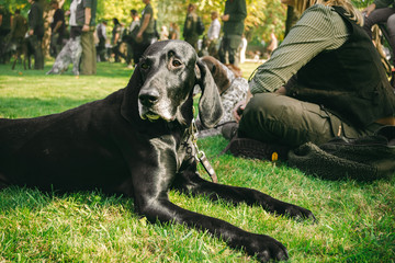 owner holding his dog, brown hunting german shorthaired pointer, kurzhaar,