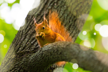 Red squirrel sitting on a tree in forest