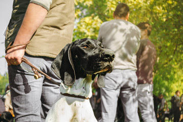 owner holding his dog, brown hunting german shorthaired pointer, kurzhaar,