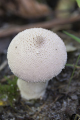 Automn oerbos beekbergen