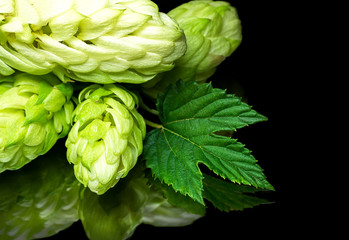 Green fresh hop cone on dark background for beer