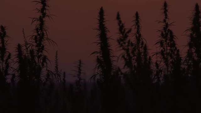 Timelapse of marijuana field in the amazing sunset background.