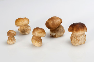 Group of Boletus Edulis mushroom isolated on white background