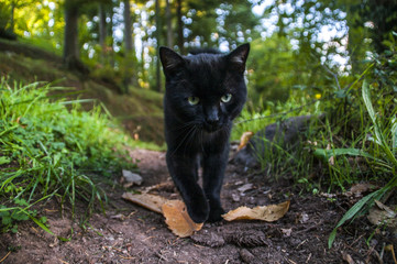Naklejka na ściany i meble gatto nel bosco (cat in the wood)