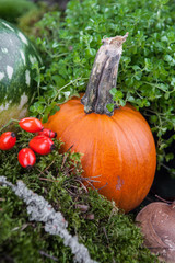 Jesienna kompozycja © Olo