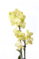 Beautiful yellow orchid isolated on white background.