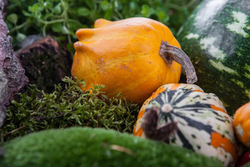 Jesienna kompozycja © Olo