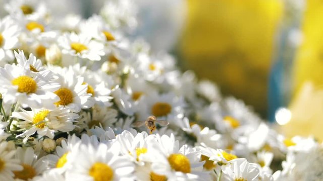  Bees flying over daisy flowers, A Bee Collects Nectar In The Daisy Flowers And Fly Away