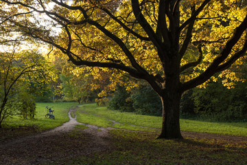 Fototapeta premium Colorful oak tree in autumn season