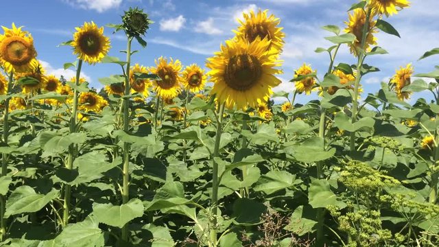 wind and sunflowers