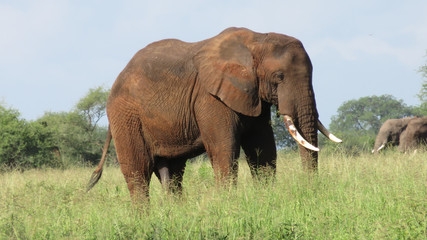 Fototapeta na wymiar Male elephant