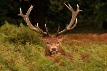 Reindeer stag with antlers in autumn camouflage 