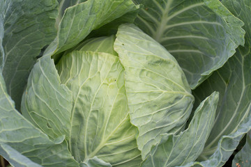 cabbage