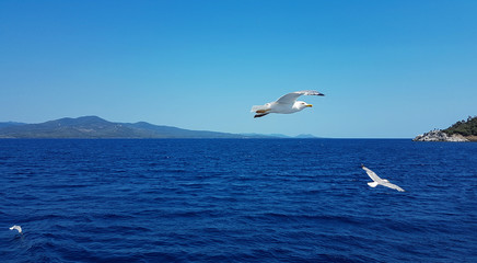 Seagulls fly over the sea