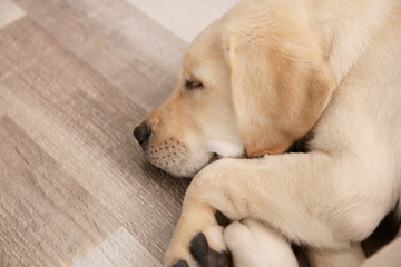 Cute dog sleeping on floor at home