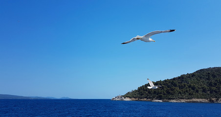 Fototapeta na wymiar Seagulls flying and hunting above the sea