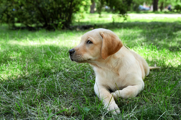 Cute Labrador Retriever puppy lying on green lawn in park