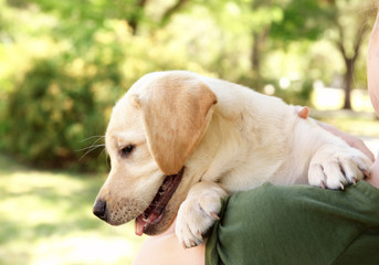Girl holding cute Labrador Retriever puppy in park