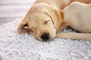 Cute Labrador Retriever puppy sleeping on floor at home