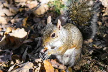 Scoiattolo rosso che mangia una nocciolina