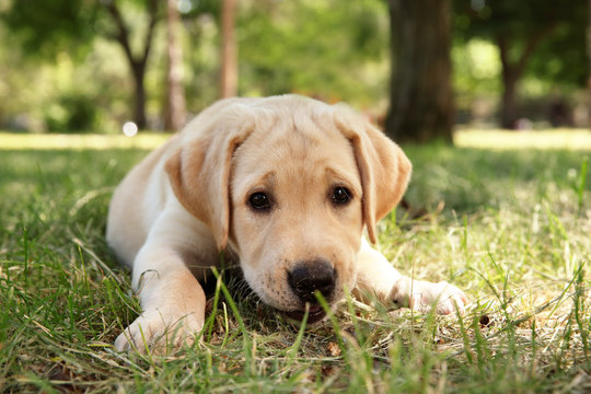 Cute Labrador Retriever puppy lying on green lawn outdoors
