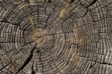 Texture of wood with a natural pattern. Log cabin pine. Color.