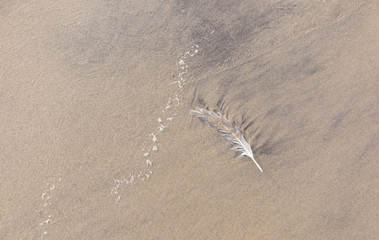 Feather in the sand.