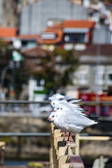 Seagulls perched on an metal bar