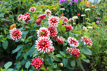 A bush of blossoming dahlias with white and red petals in a beautiful garden © NATALIA