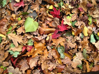 buntes Herbstlaub in allen Farben