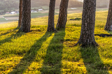 Schattenwerfende Baumstämme im Abendlicht