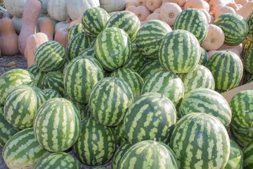 Fototapeta na wymiar Ripe pumpkins and watermelon at farmer market in Georgia. agriculture pumpkins and watermelon