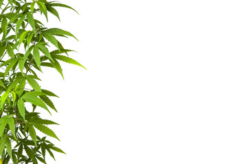 Marijuana leaves branch isolated on white
