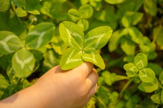 Four-leaved clover in hand. A plant with 4 leaves. A symbol of luck, happiness, success, joy. Concept on the theme of St. Patrick's Day.
