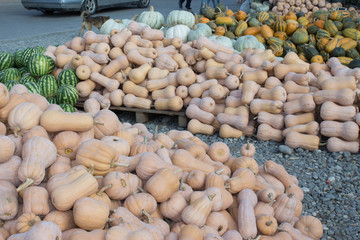 Ripe pumpkins and watermelon at farmer market in Georgia. pumpkin and watermelon harvest in autumn season